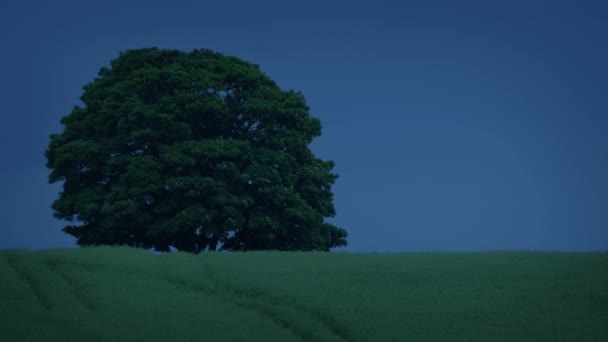 Arbre Dans Champ Soir Venteux — Video