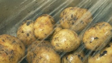 Çamurlu patatesler lavaboda yıkanır.