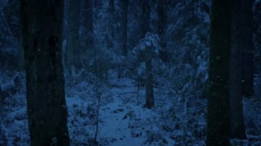 Gece Karlı Orman 'da Patika
