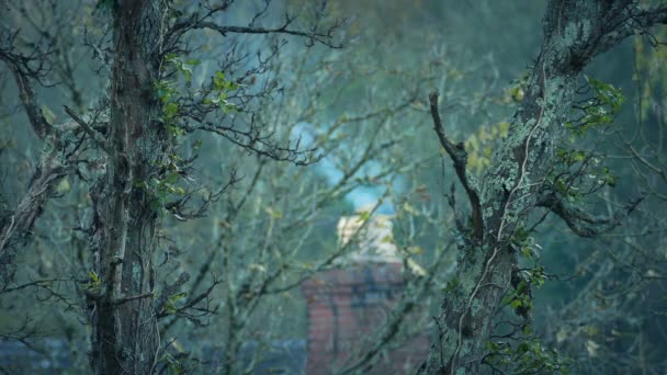 Casa Chimenea Fumar Distancia Través Los Árboles — Vídeo de stock