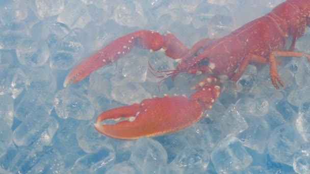 海鲜柜台上龙虾冷气腾腾 — 图库视频影像
