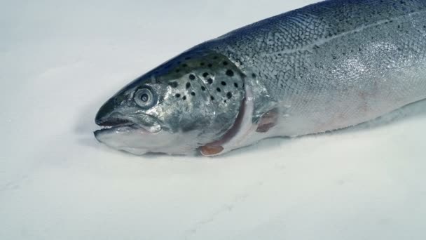 Primer Plano Salmón Pescaderías Las Patatas Fritas Hielo — Vídeo de stock