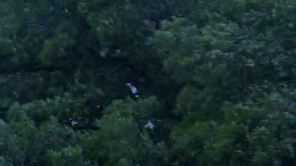 Des Arbres Qui Tremblent Soir Tempête — Video