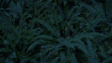 Akşamları eğreltiotlarının üzerinde süzülüyorlar.