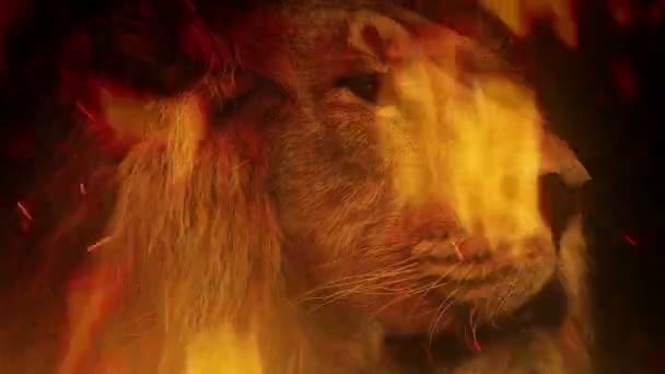Großes Löwengesicht Mit Flammen Abstrakt — Stockvideo
