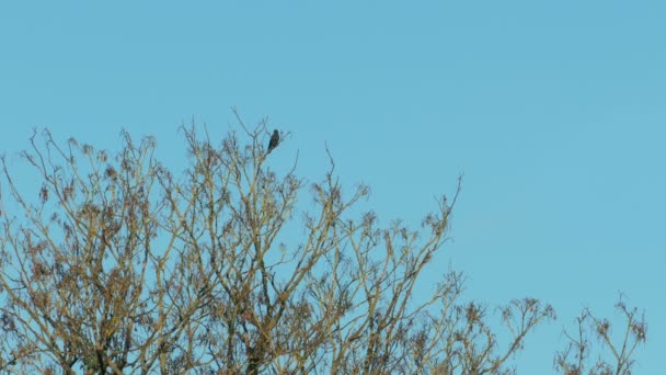 Pássaro Voa Fora Topo Árvore — Vídeo de Stock