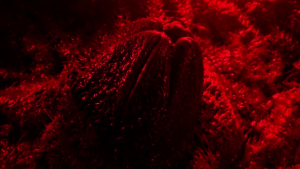 Gross Alien Egg Red Planet — Stock Video