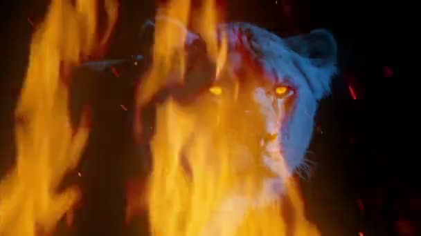 Львица Сияющими Глазами Пылающем Пламени — стоковое видео