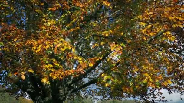 Albero Con Foglie Giallo Arancio Verde Autunno — Video Stock