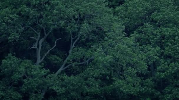 Muro Árboles Forestales Influir Noche Ventosa — Vídeos de Stock