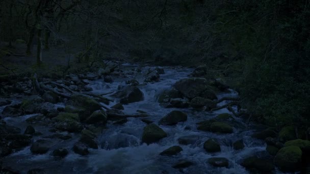 Bosque Río Lazo Noche — Vídeo de stock