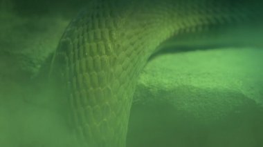 Dumanlı Yeşil Cadıların Yuvasında Yılan