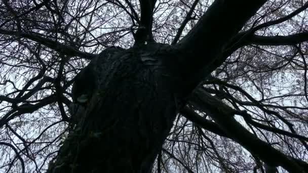 Umzug Unter Knorrigem Kahlen Baum Düsterem Tag — Stockvideo