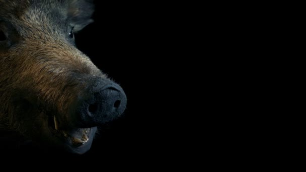Passaggio Grande Farcito Hog Sulla Parete — Video Stock
