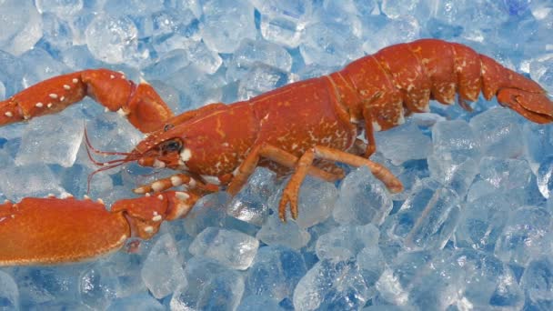 Langosta Enfriada Sobre Hielo Buffet — Vídeo de stock