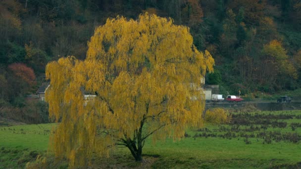 Árbol Amarillo Paisaje Otoño Con Camino Distancia — Vídeos de Stock