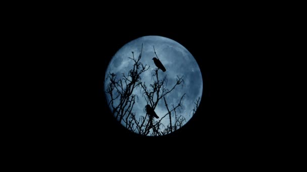 Las Aves Vuelan Cima Del Árbol Por Noche — Vídeos de Stock