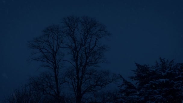 Schnee Fällt Spät Der Nacht Auf Bäume — Stockvideo