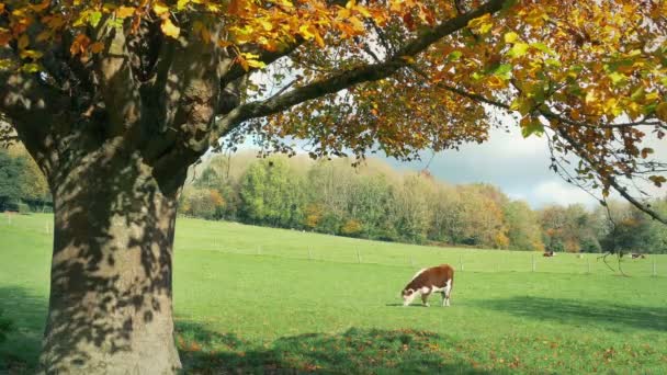 Πολύχρωμο Fall Tree Frames Πεδίο Αγελάδα Βόσκηση — Αρχείο Βίντεο