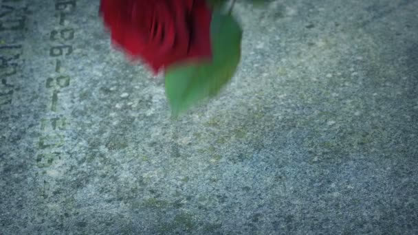 Person Puts Rose War Monument Grave — Stock Video