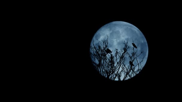 Uccelli Che Volano Fuori Dall Albero Illuminato Con Luna — Video Stock