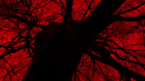 Çarpık Yaşlı Ağaç Kızıl Gökyüzüne Karşı Kara — Stok video