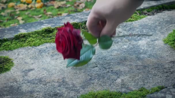 莫纳在坟墓上放了一朵玫瑰 — 图库视频影像