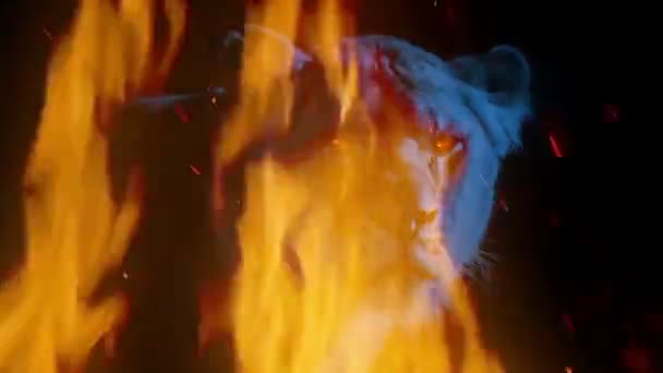 火の目と炎が燃える強力な雌ライオン — ストック動画