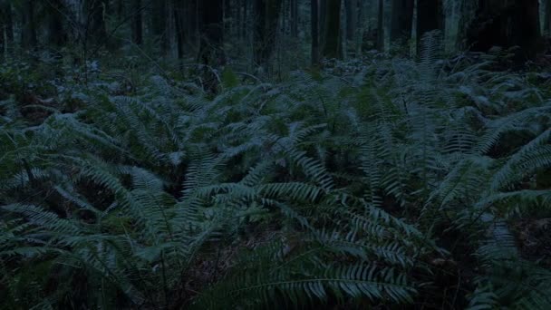 Passare Felci Nel Bosco Condizioni Scarsa Luce — Video Stock