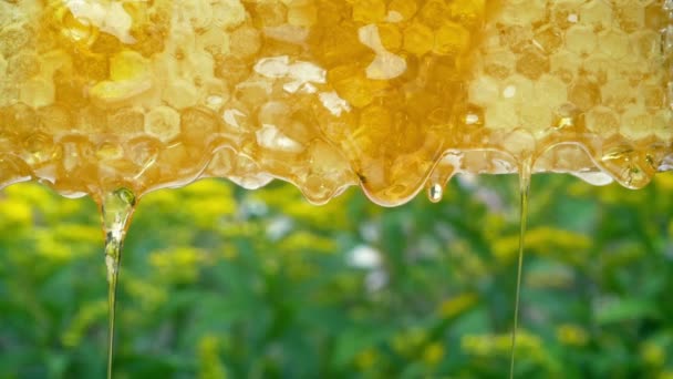 Méz Csöpög Honeycomb Természet Háttér — Stock videók