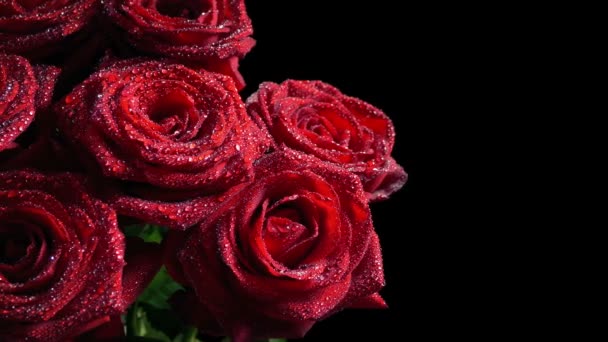 Мокрі Троянди Рухаються Крупним Планом Постріл Чорний — стокове відео