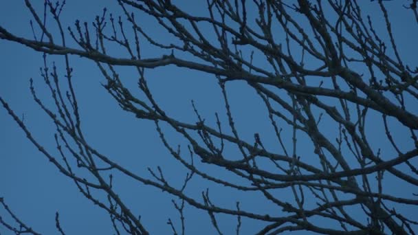 Gołe Gałęzie Drzew Zimowy Wieczór — Wideo stockowe