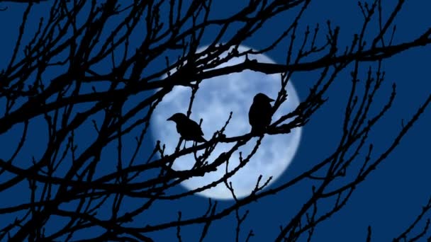 Vögel Fliegen Abends Von Ästen Mond Der Ferne — Stockvideo