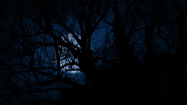 Lune Déplace Derrière Vieux Arbres Envahis — Video