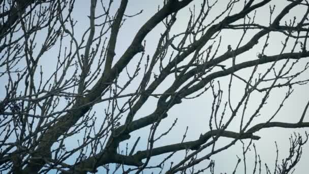 Wolken Blauwe Lucht Achter Bare Tree Branches — Stockvideo