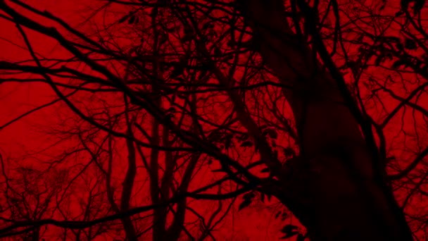 Bewegend Rond Griezelige Bomen Met Rode Lucht — Stockvideo