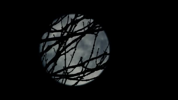 Branches Devant Lune Tard Dans Nuit — Video