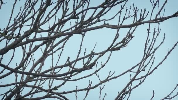 Branches Nues Balancent Dans Brise Hiver — Video