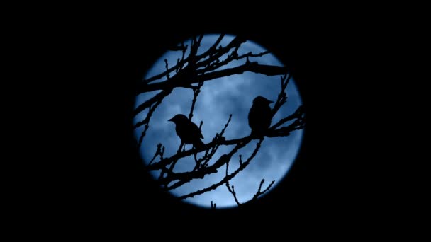 Vögel Fliegen Nachts Vom Baum Umrahmt Vom Mond — Stockvideo