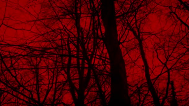 Flytning Træer Med Rød Himmel Ovenfor – Stock-video