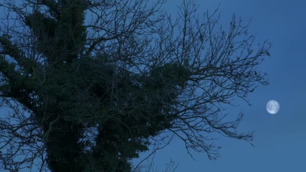 Alter Knorriger Baum Mit Mond Der Abenddämmerung — Stockvideo