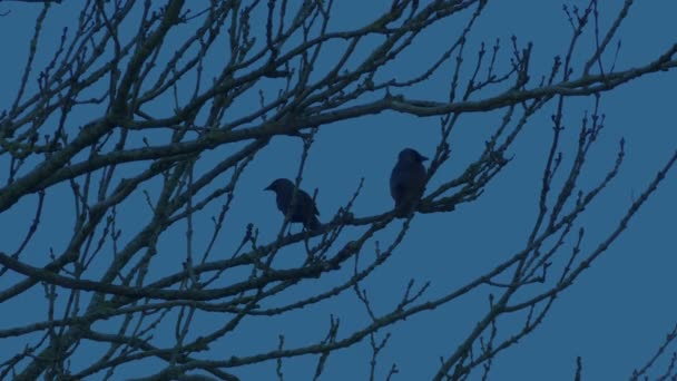 Птицы Садятся Улетают Вечернее Время — стоковое видео