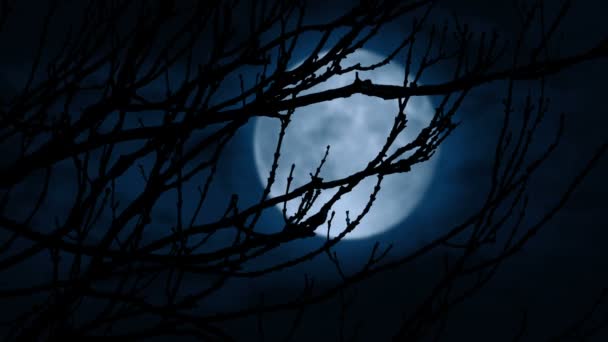 Gałęzie Chmurami Księżycem Plecami — Wideo stockowe