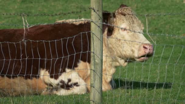 Vaca Masticando Punta Detrás Valla Granja — Vídeo de stock