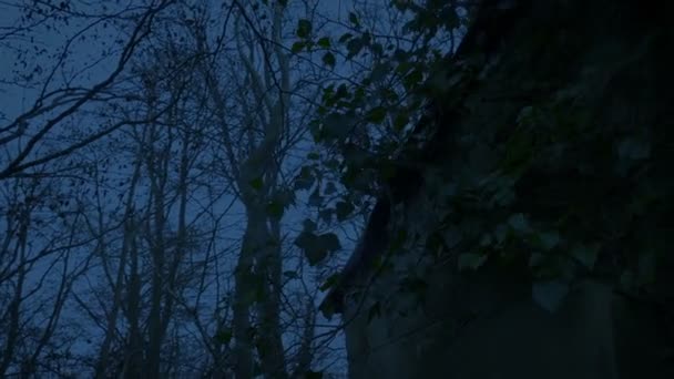 Ανατριχιαστικό Παλιό Σπίτι Στο Δάσος Στο Σκοτάδι — Αρχείο Βίντεο