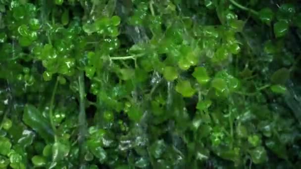 Spruzzi Acqua Sulla Pianta Giardino — Video Stock