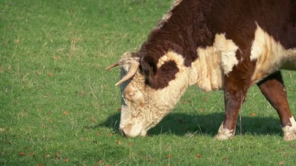 Корова Ест Траву Поле — стоковое видео