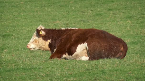 Vaca Descansando Masticando Hierba — Vídeo de stock