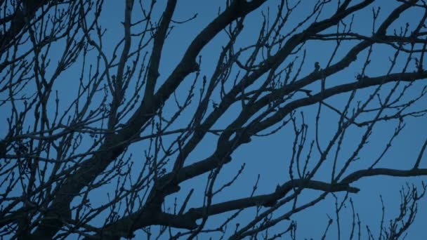 黄昏时分风中的树枝 — 图库视频影像