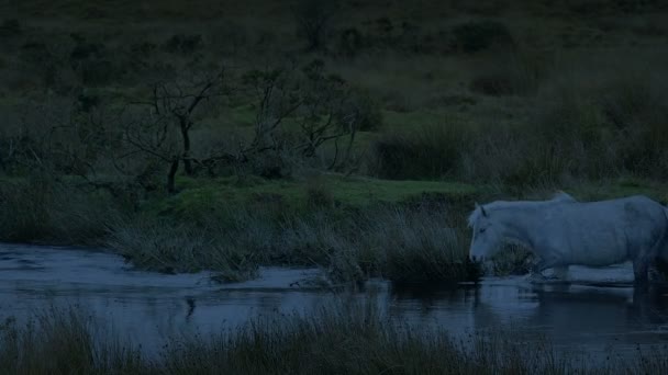 夕方には野生の川を渡って馬の群れ — ストック動画